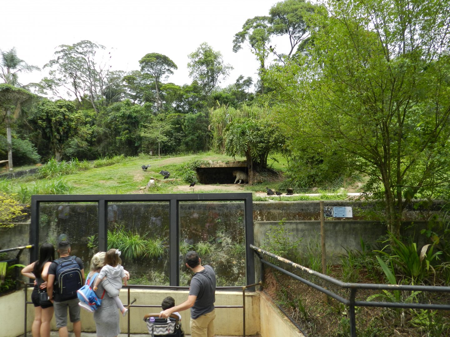 Second white bengal tiger exhibit - São Paulo zoo