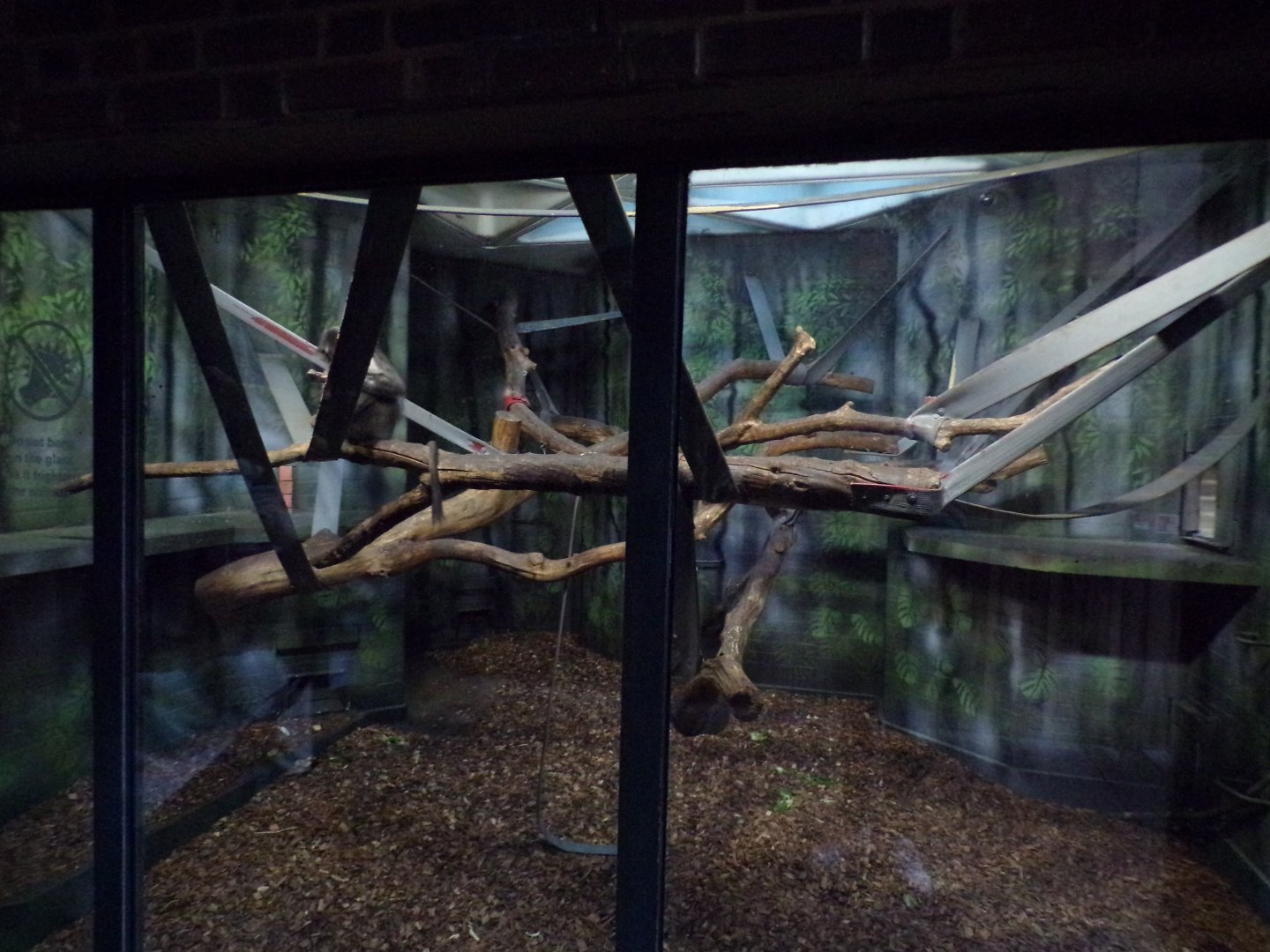 Second white-naped mangabey indoors 11.2.25