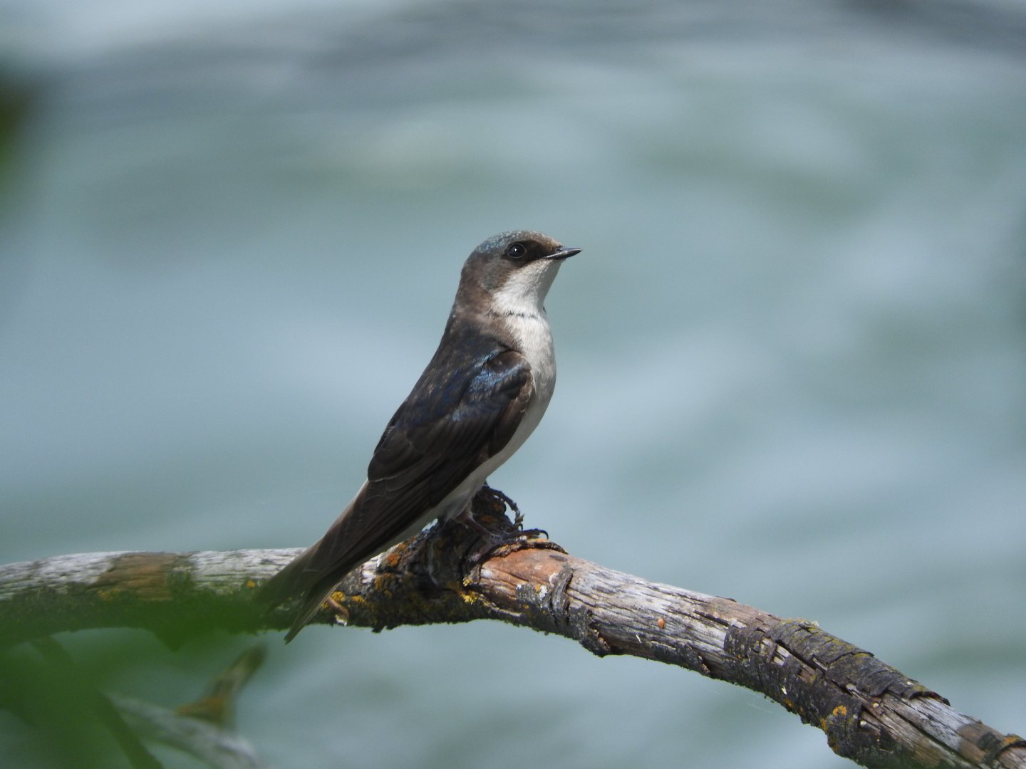 Second-year Tree Swallow