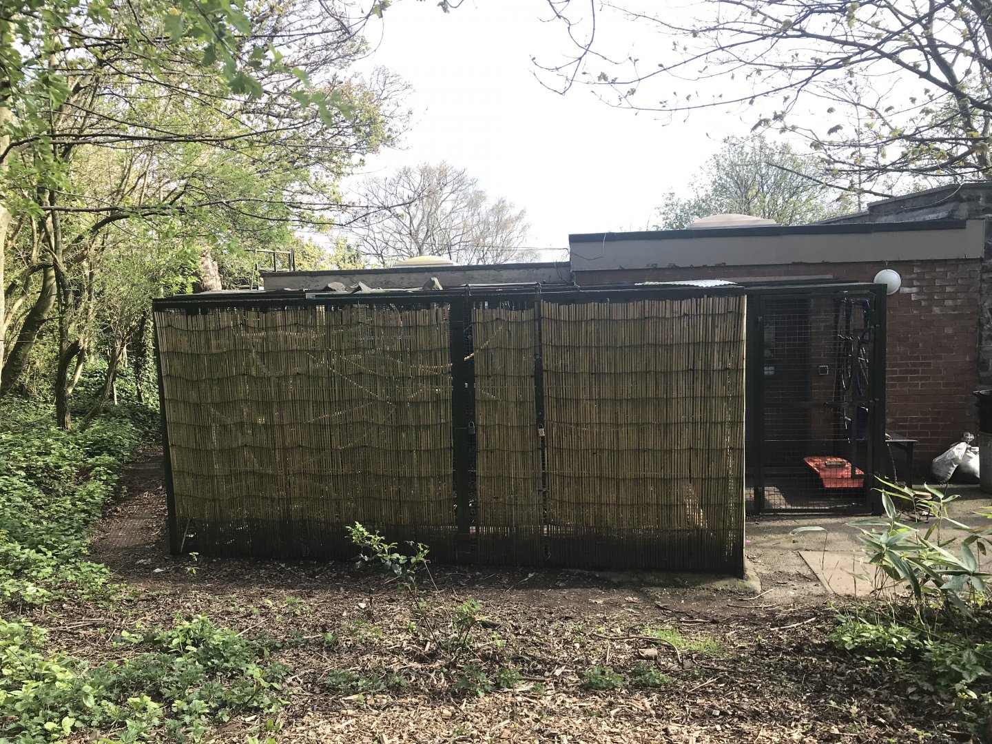 Second yellow breasted capuchin enclosure