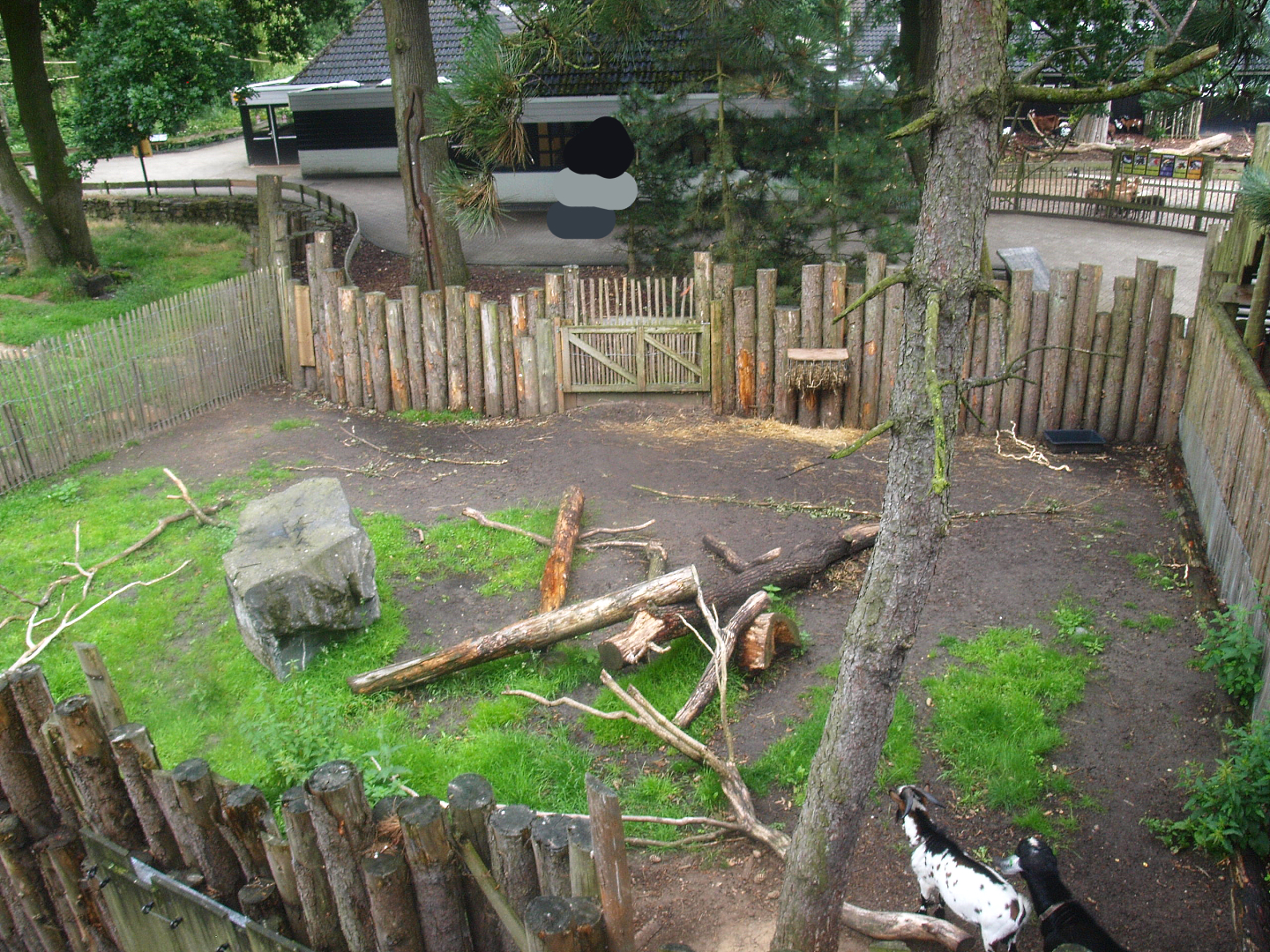 Secondary Domestic goat paddock, 2015-07-19