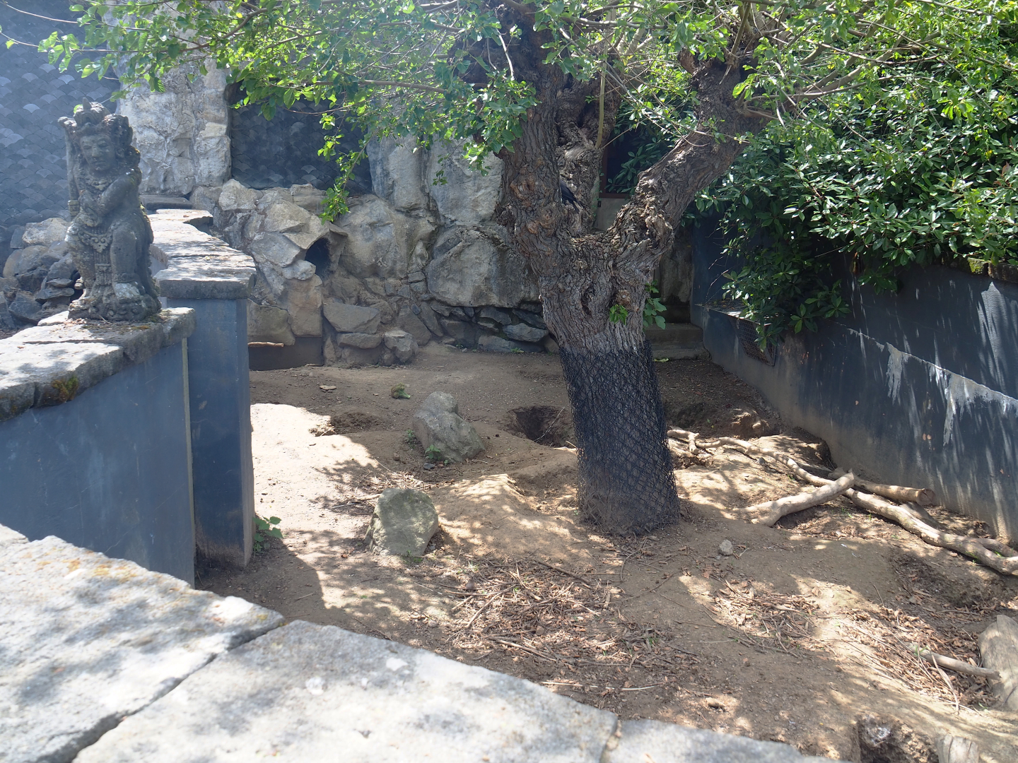 Secondary Indian crested porcupine exhibit, former wombat exhibit, 2022-06-28