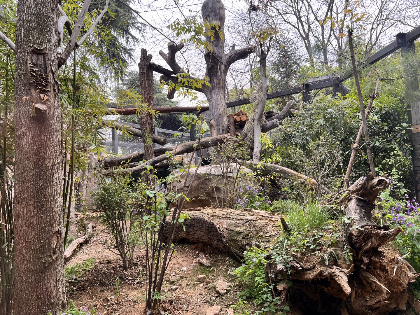 Secondary Leopard Exhibit