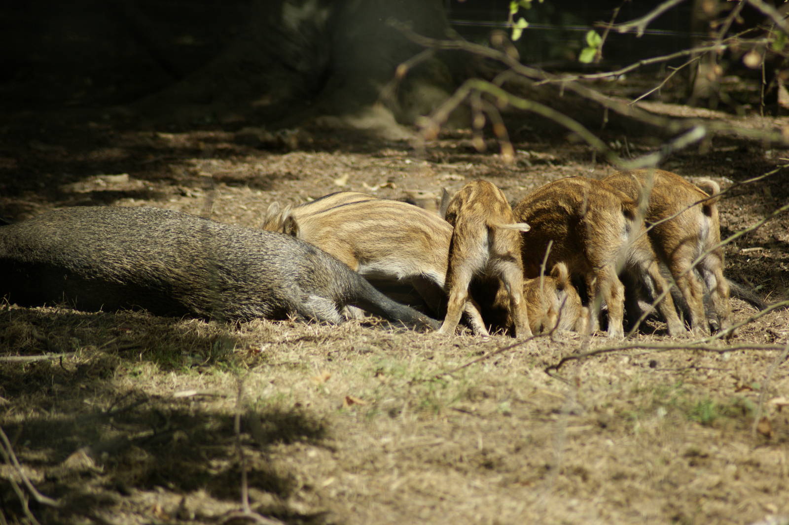 seconds later, Feeding time, 2 mums side by side
