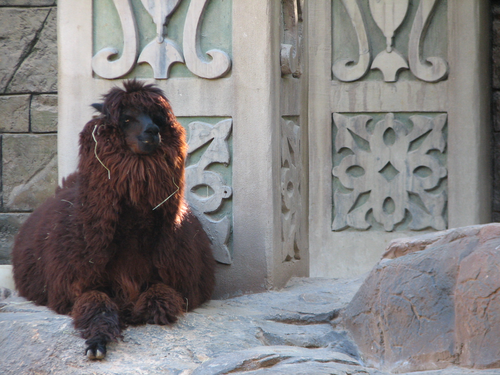 Secret Garden - Alpaca Exhibit
