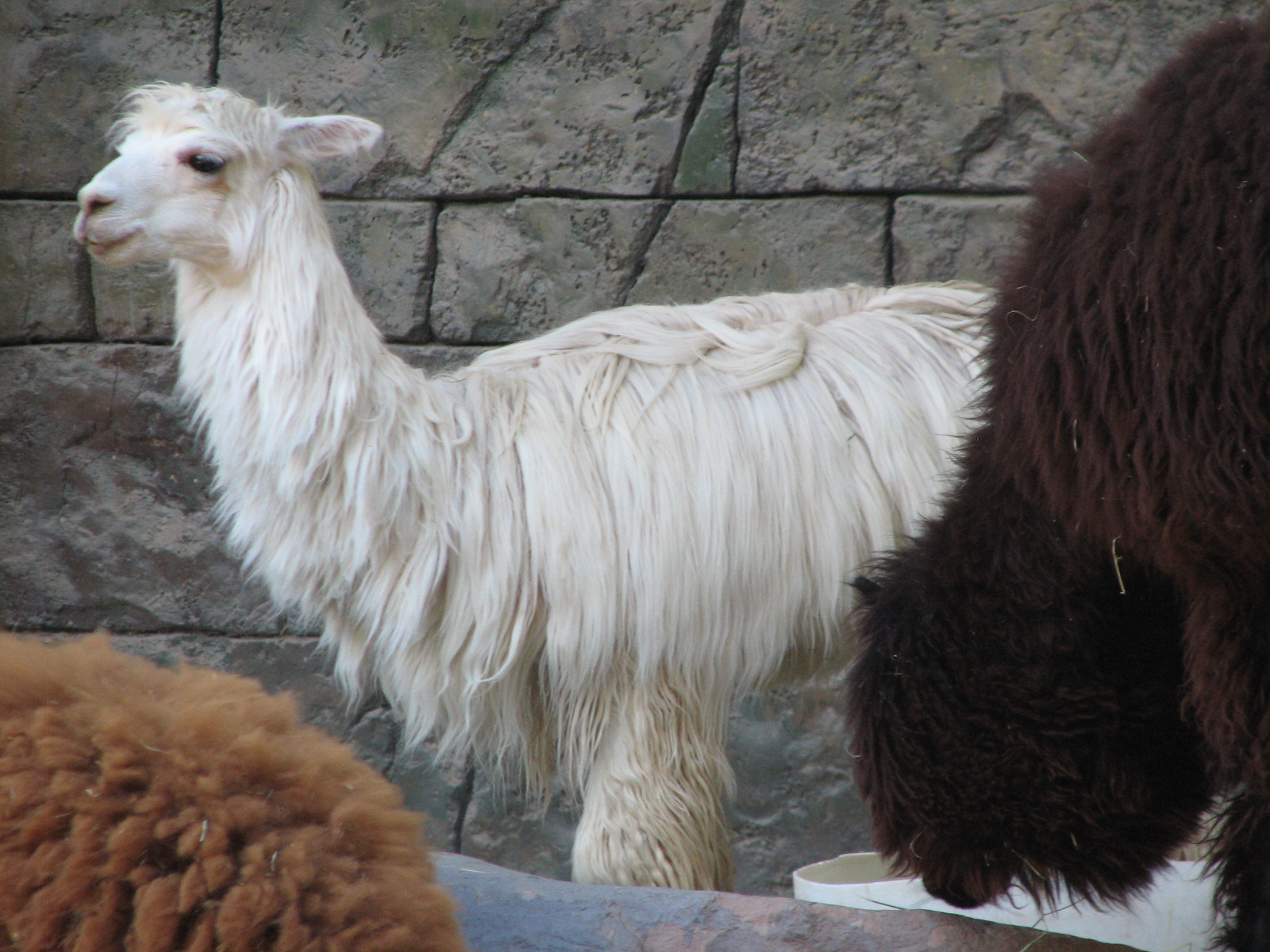 Secret Garden - Alpaca Exhibit
