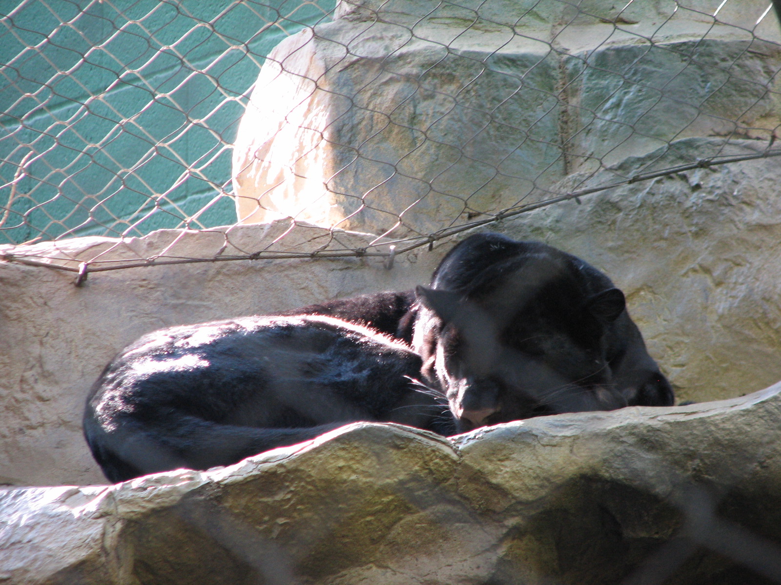 Secret Garden - Leopard Exhibit - Black Leopard
