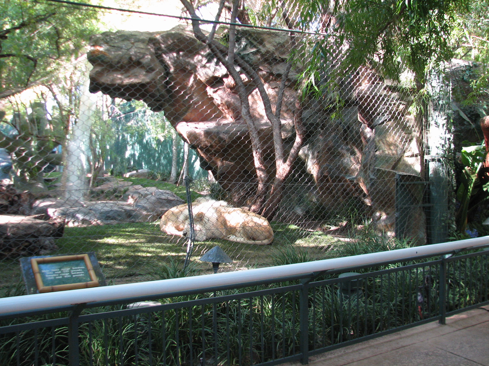 Secret Garden - Lion Exhibit - 'White Lions of Timbavati'
