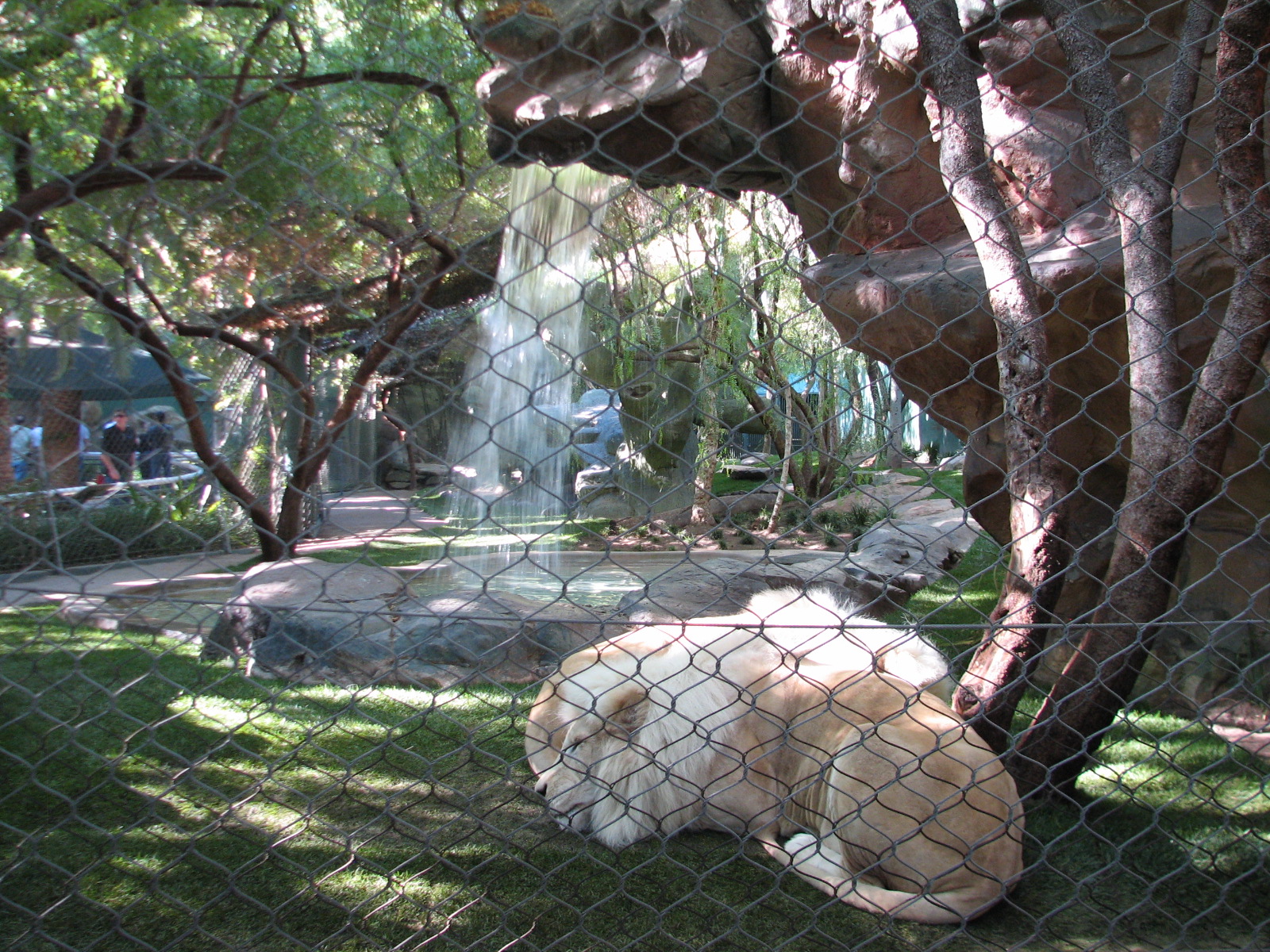 Secret Garden - Lion Exhibit - 'White Lions of Timbavati'
