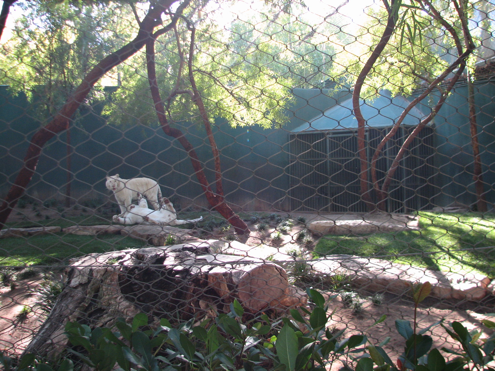 Secret Garden - Tiger Exhibit 1 - 'Snow White Tigers'