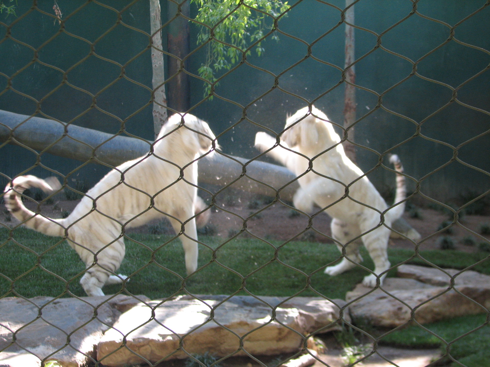 Secret Garden - Tiger Exhibit 1 - 'Snow White Tigers'