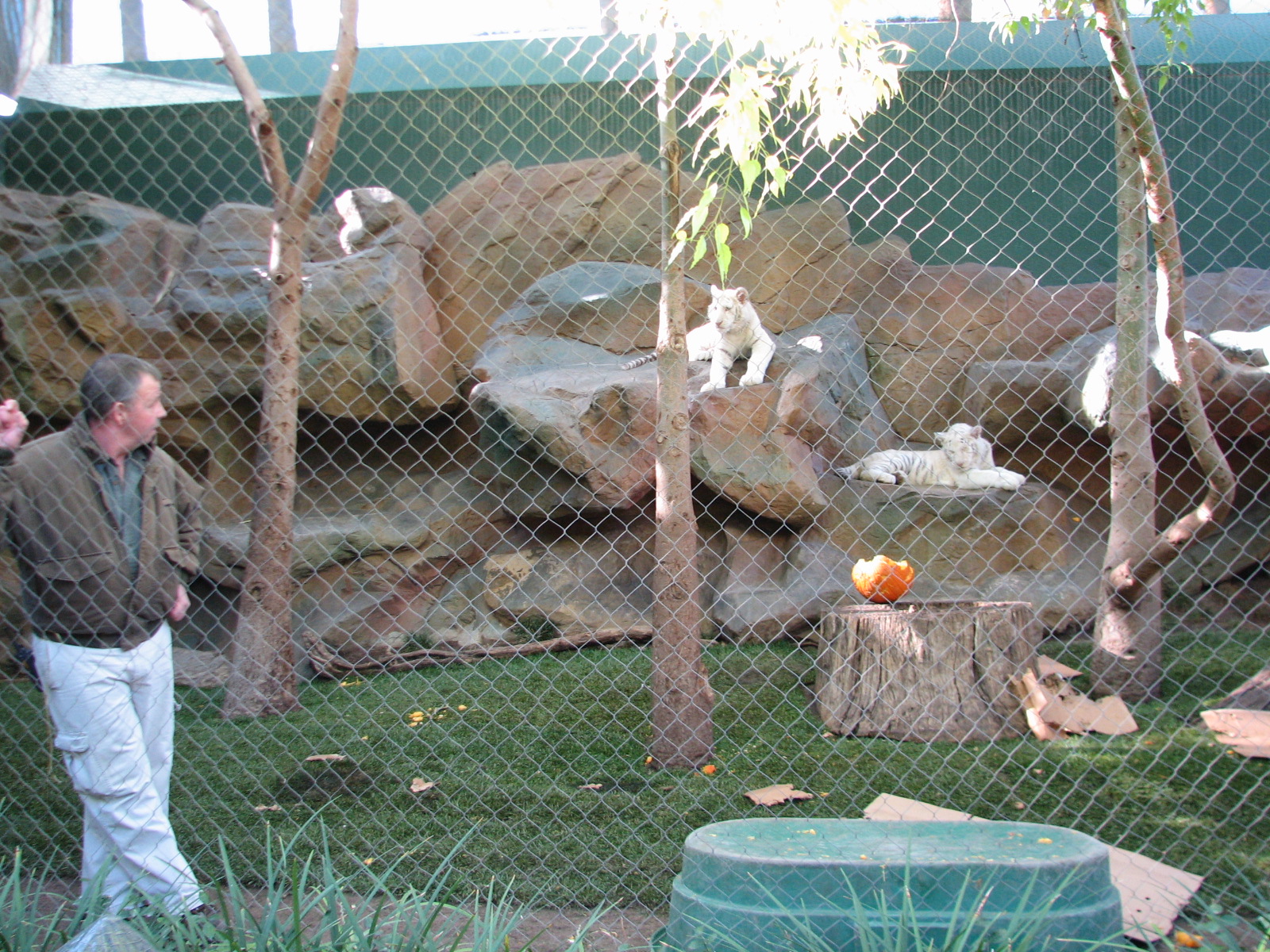 Secret Garden - Tiger Exhibit 2 - 'Striped White Tigers'