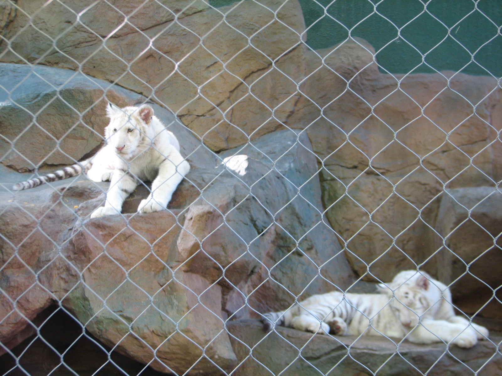 Secret Garden - Tiger Exhibit 2 - 'Striped White Tigers'