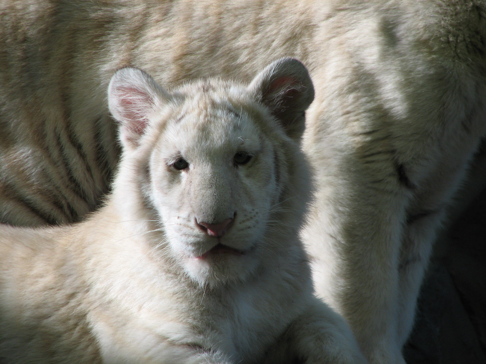Secret Garden - Tiger Exhibit 2 - 'Striped White Tigers'