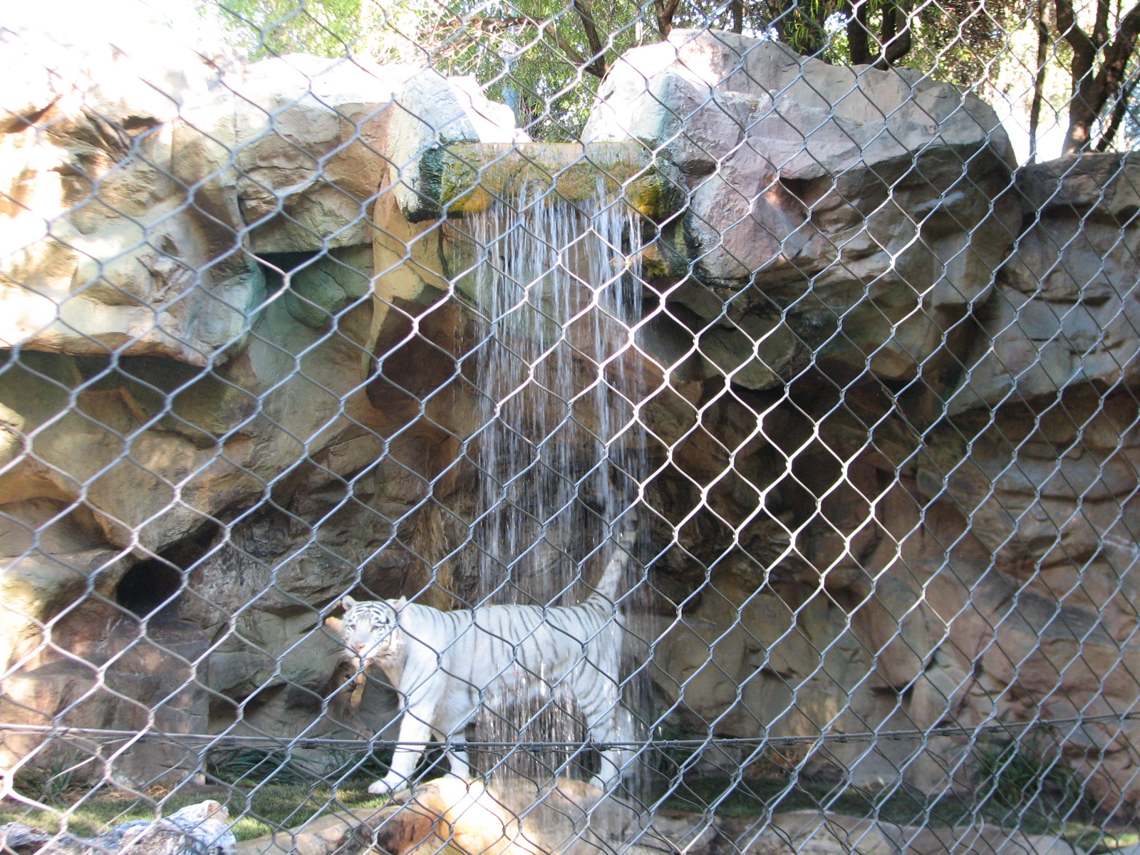 Secret Garden - Tiger Exhibit 3 - 'Striped White Tiger'