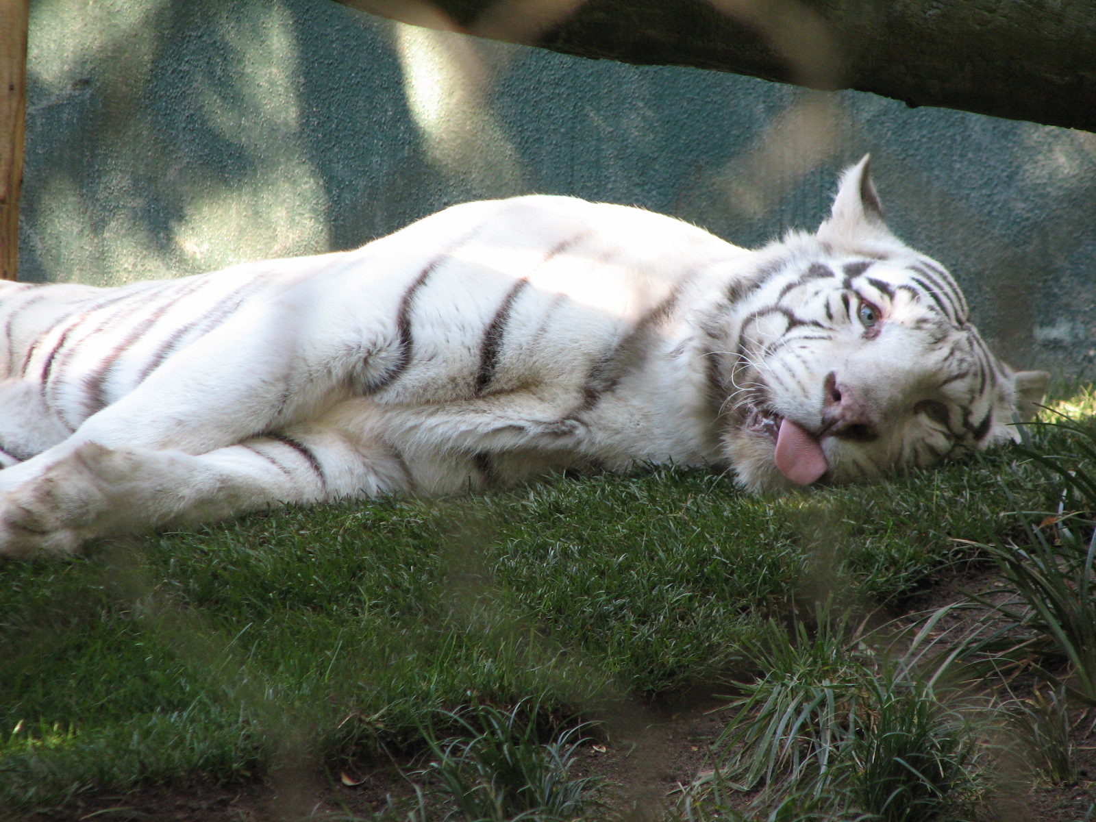Secret Garden - Tiger Exhibit 3 - 'Striped White Tiger'