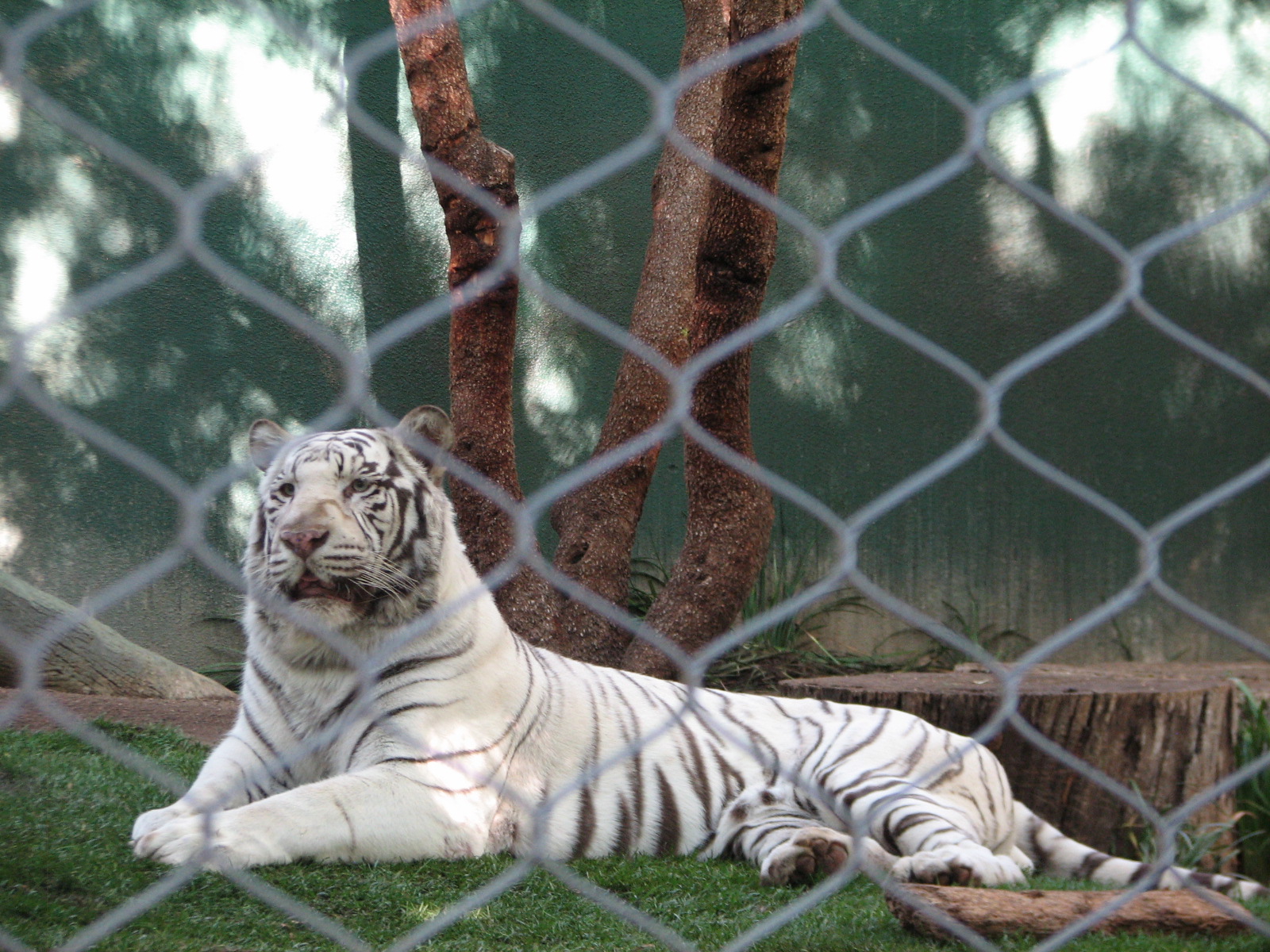 Secret Garden - Tiger Exhibit 4 - 'Striped White Tiger'