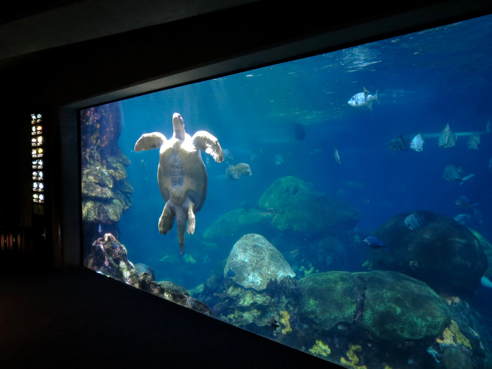 Secret Reef - Green Turtle