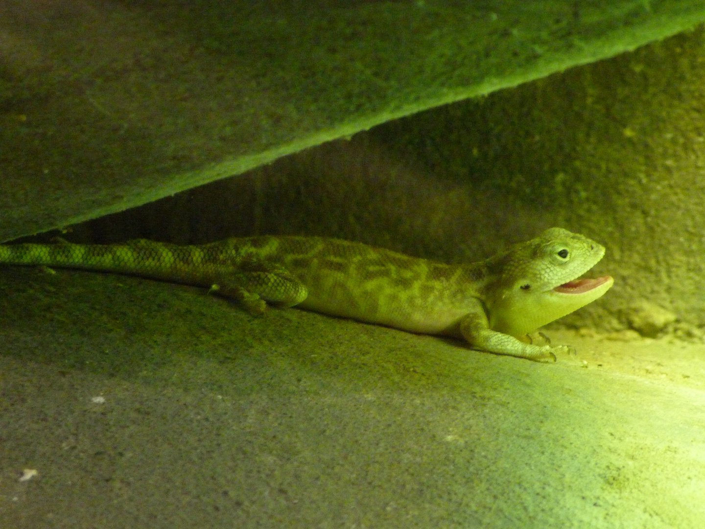 Secret toadhead agama -Zoo Praha (2025)