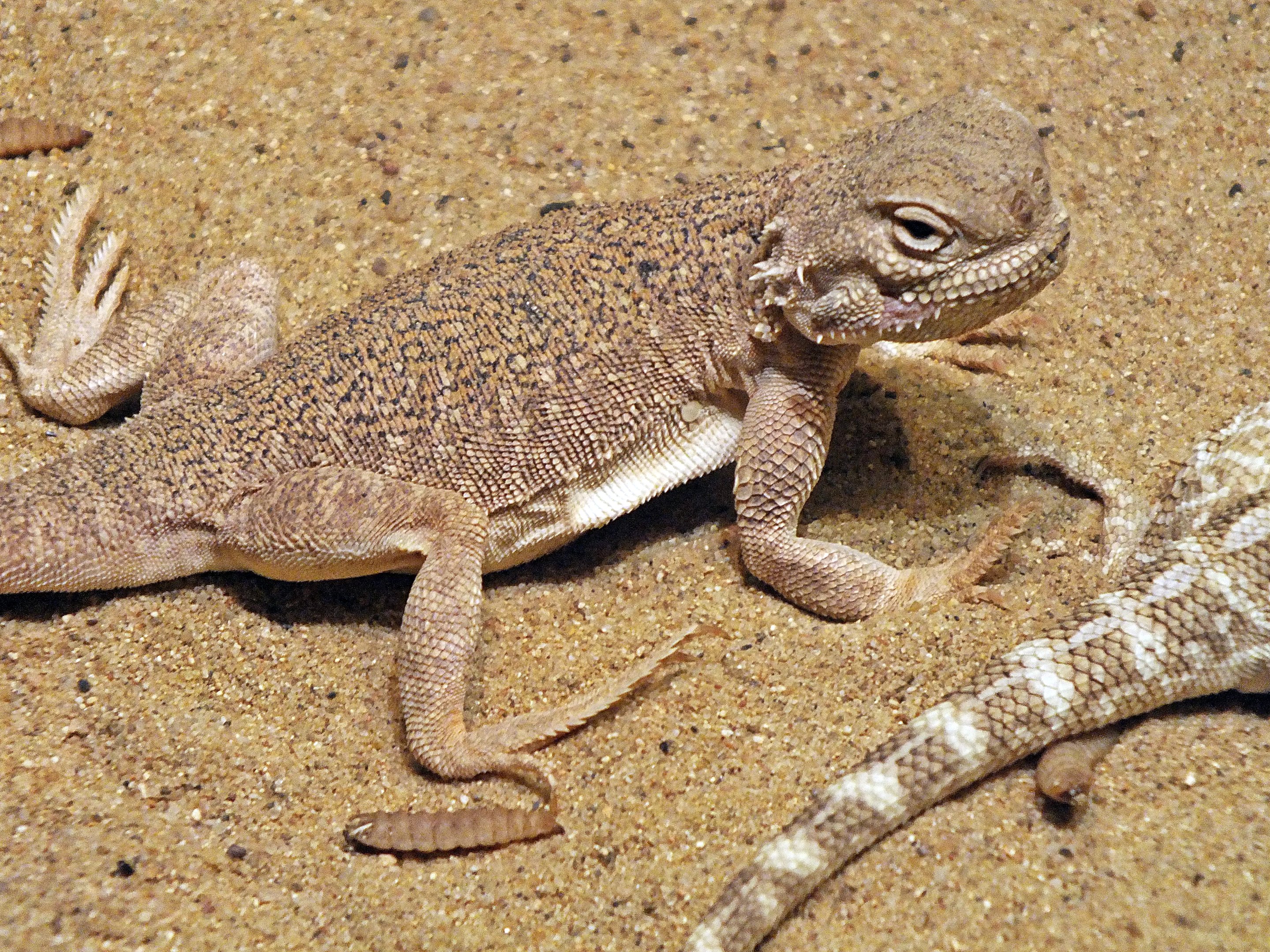 Secret toadhead agama