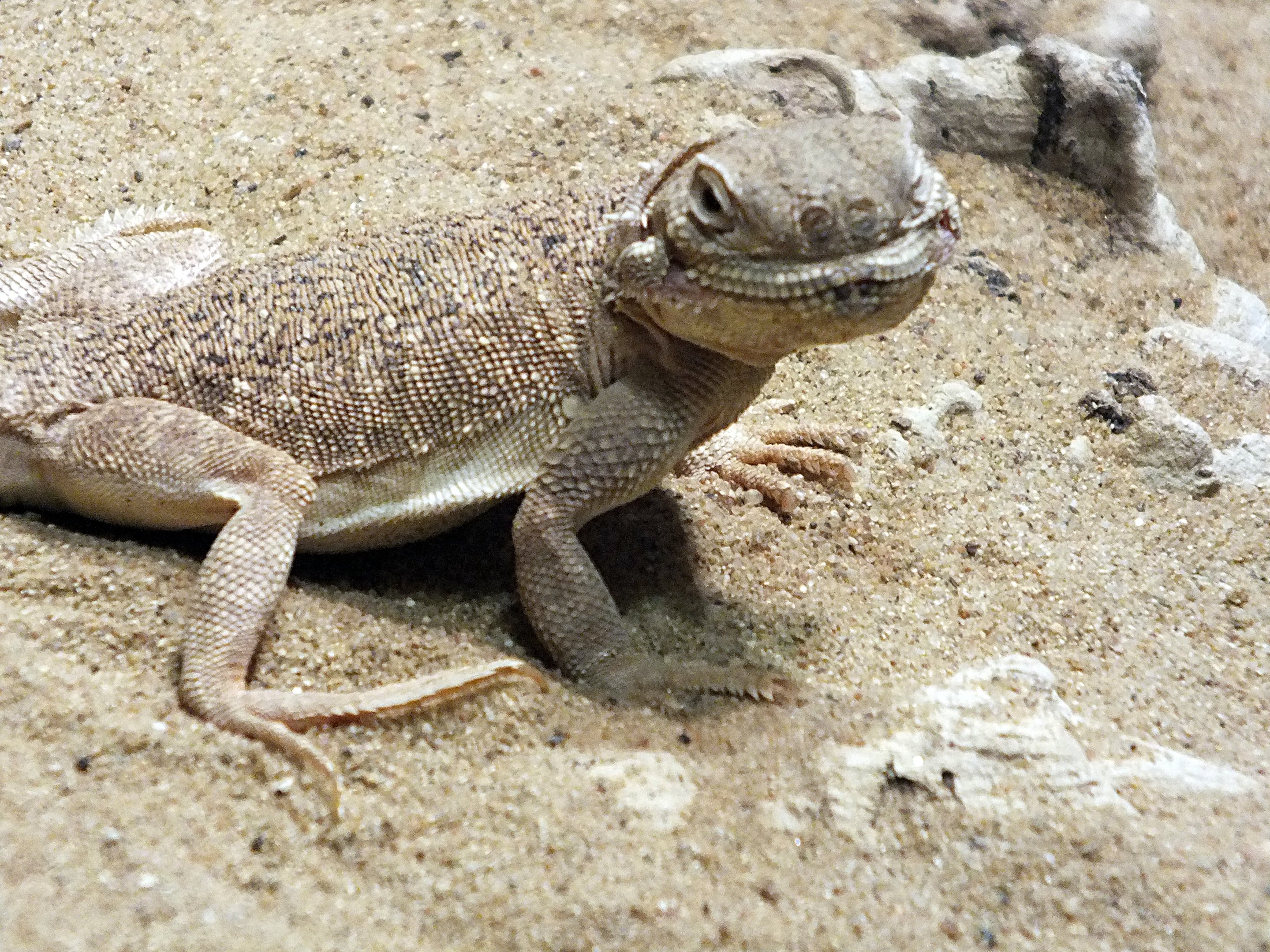 Secret toadhead agama