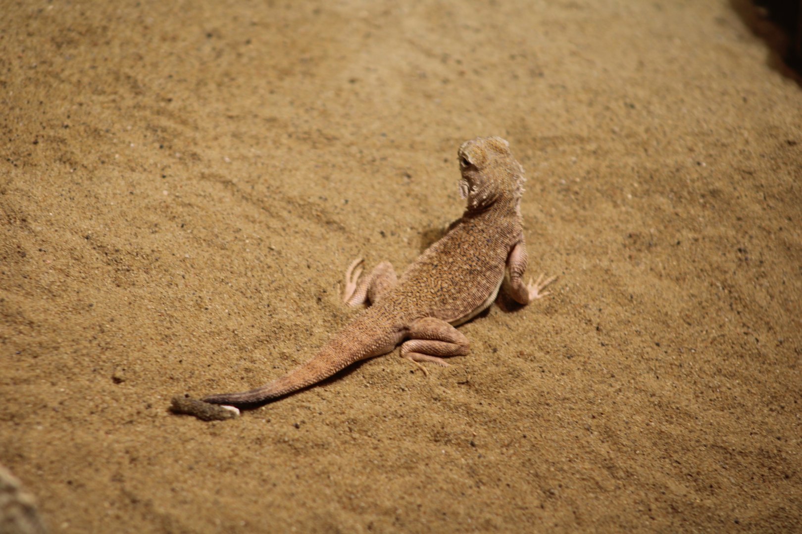 Secret Toadhead Agama