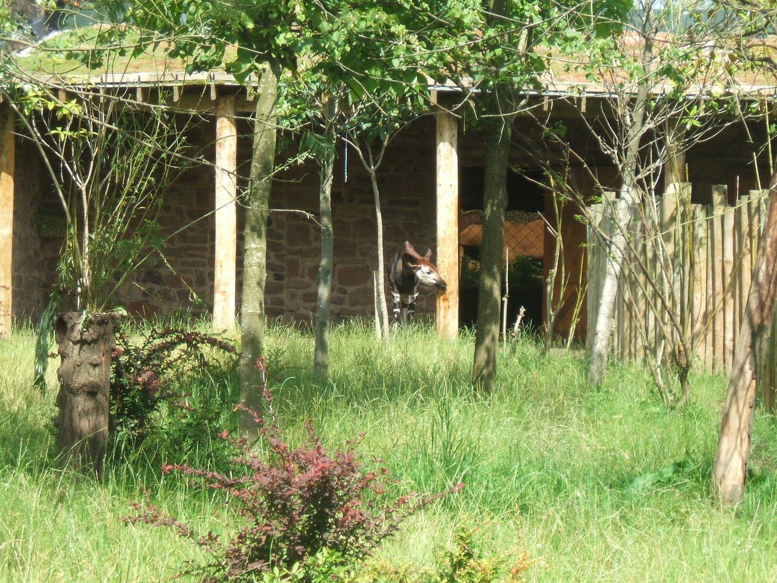 Secret World of the Okapi, 2008