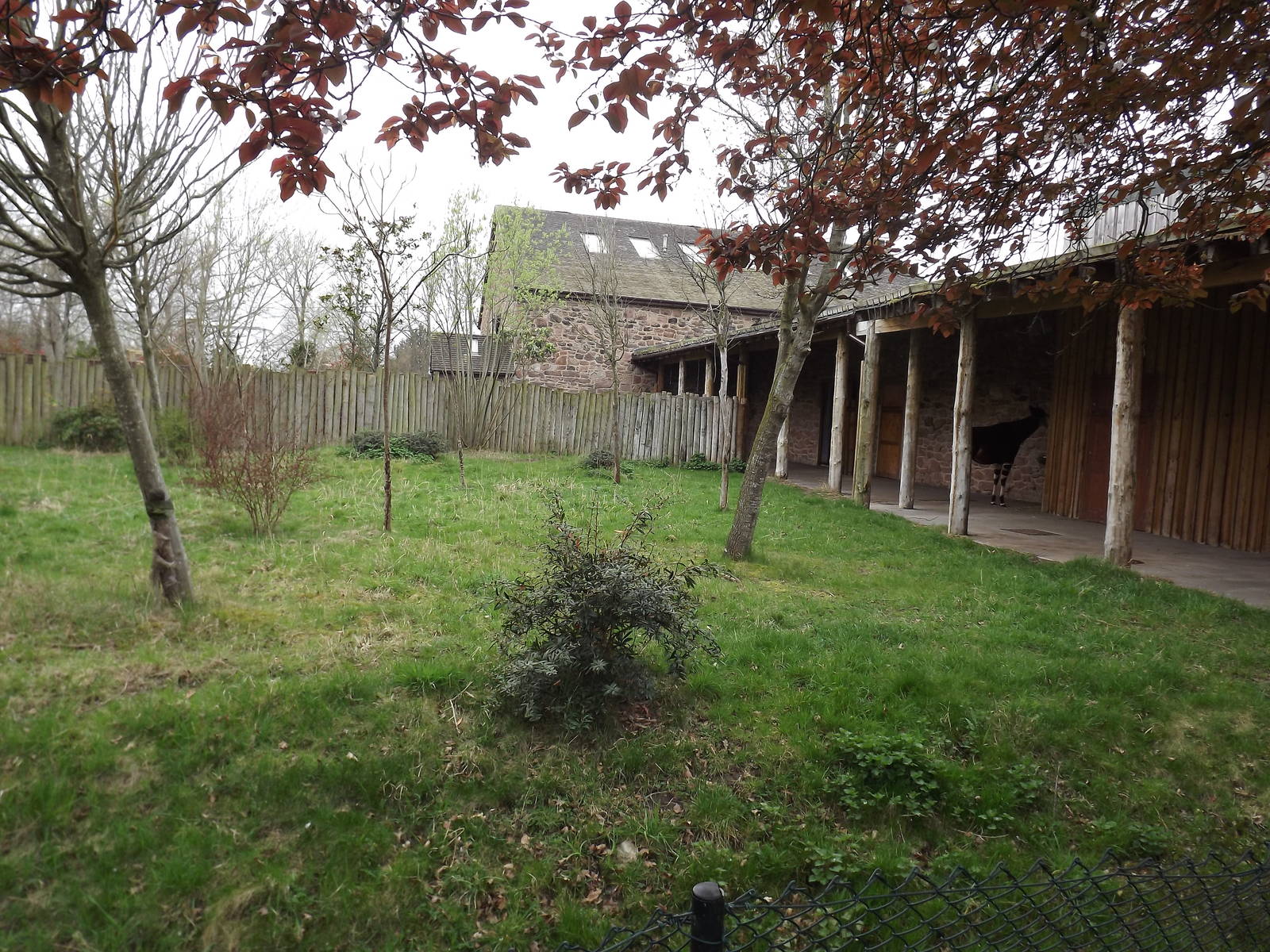 Secret world of the Okapi at Chester Zoo 31/03/12
