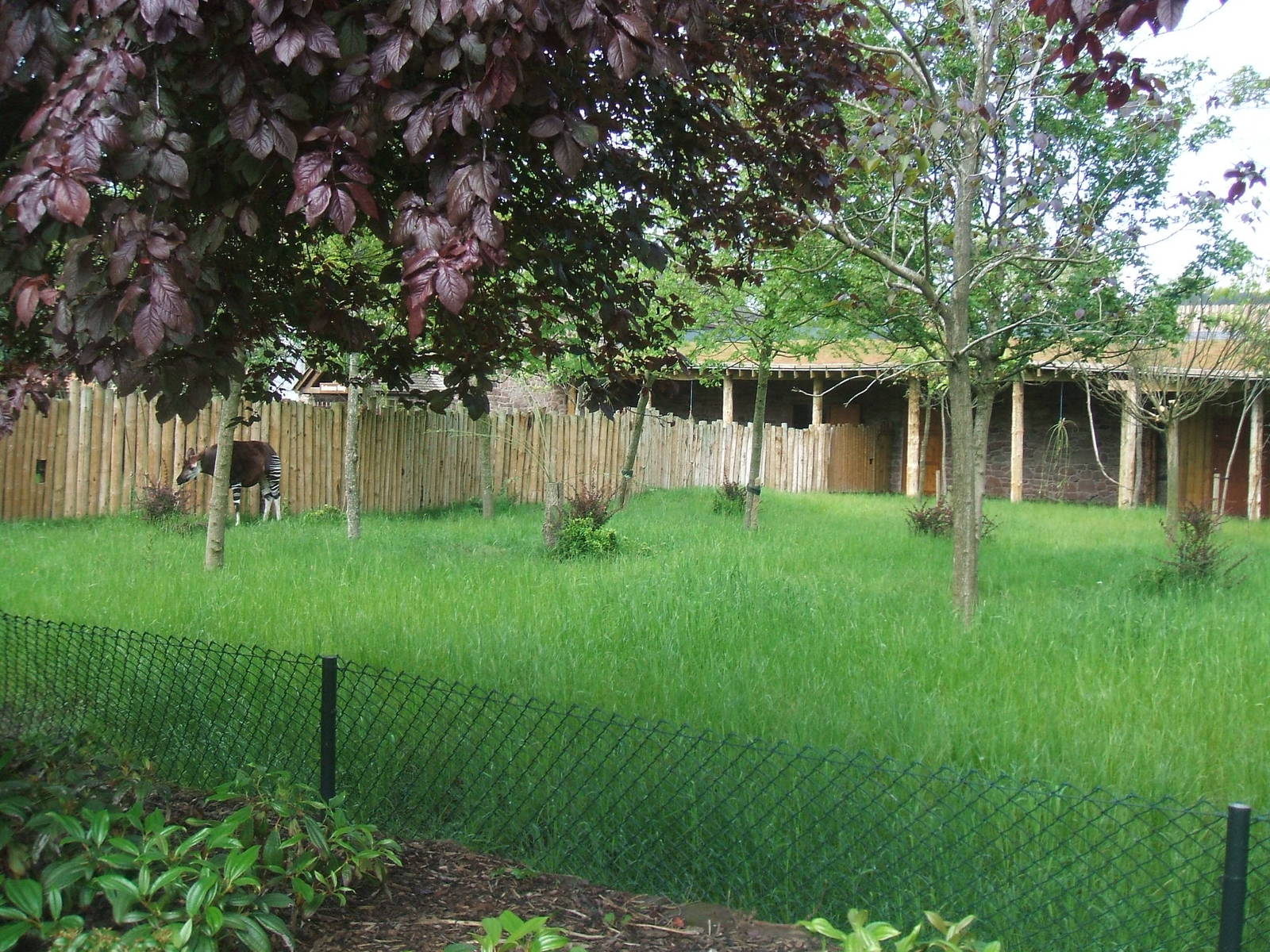 Secret World of the Okapi