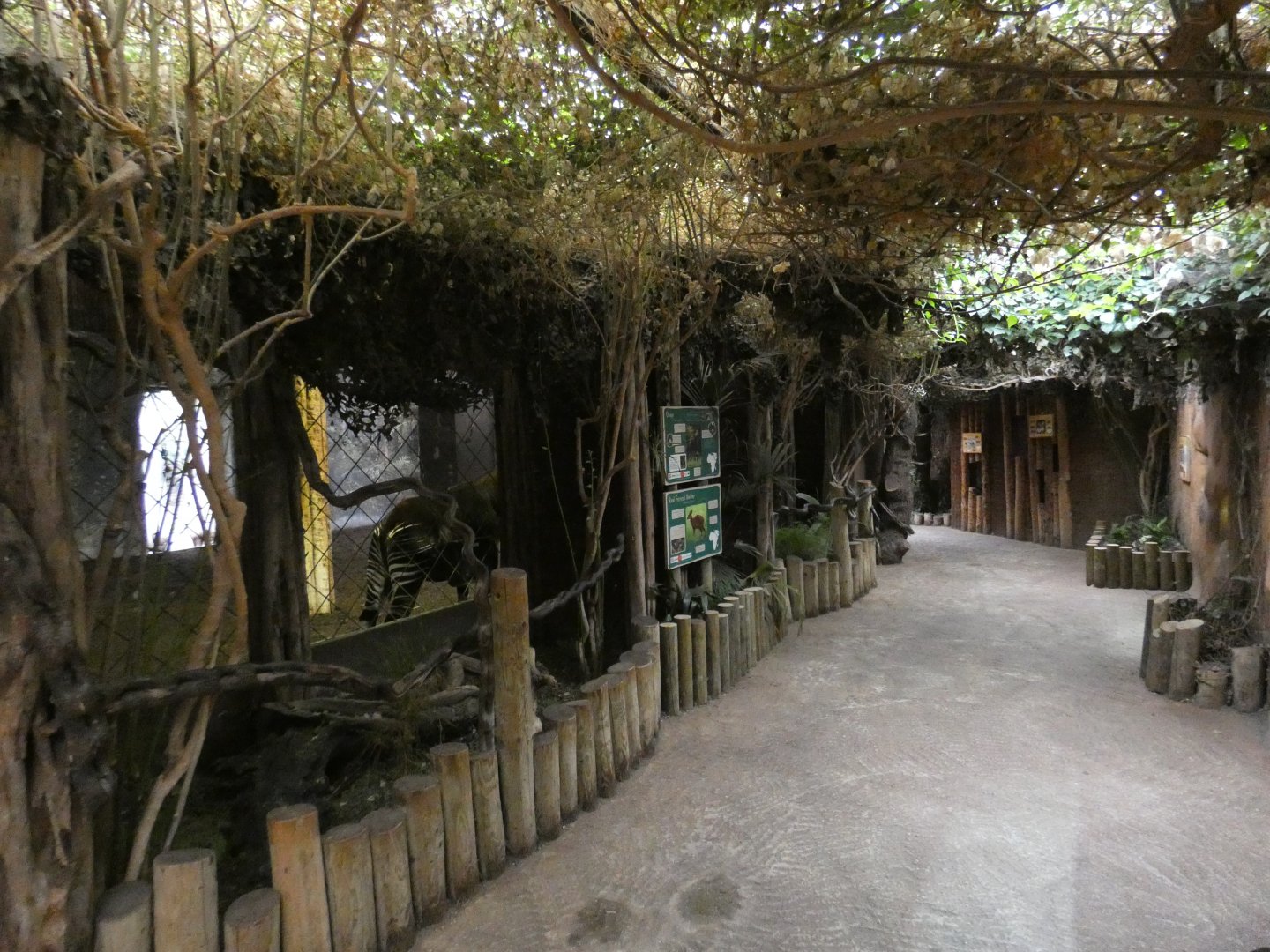 Secret World of the Okapi