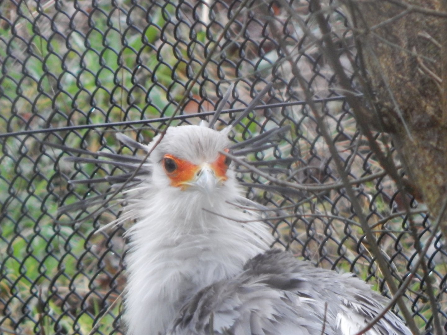 Secretary bird 050224