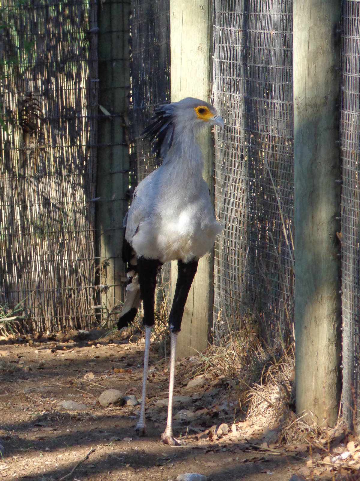 Secretary Bird #1