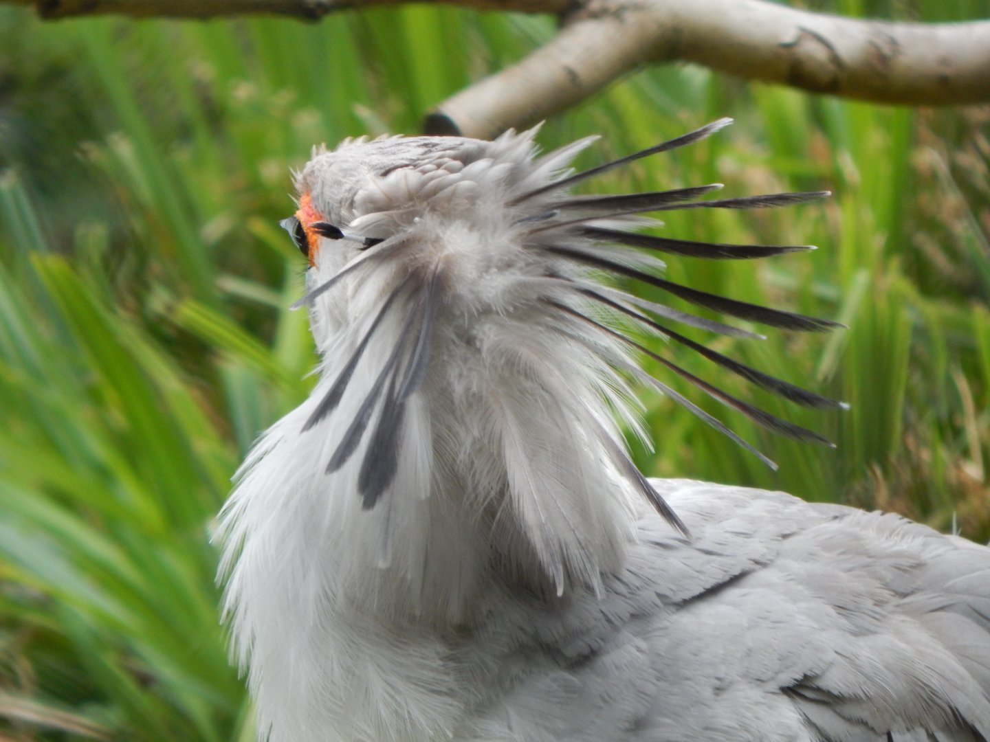 Secretary bird 130624