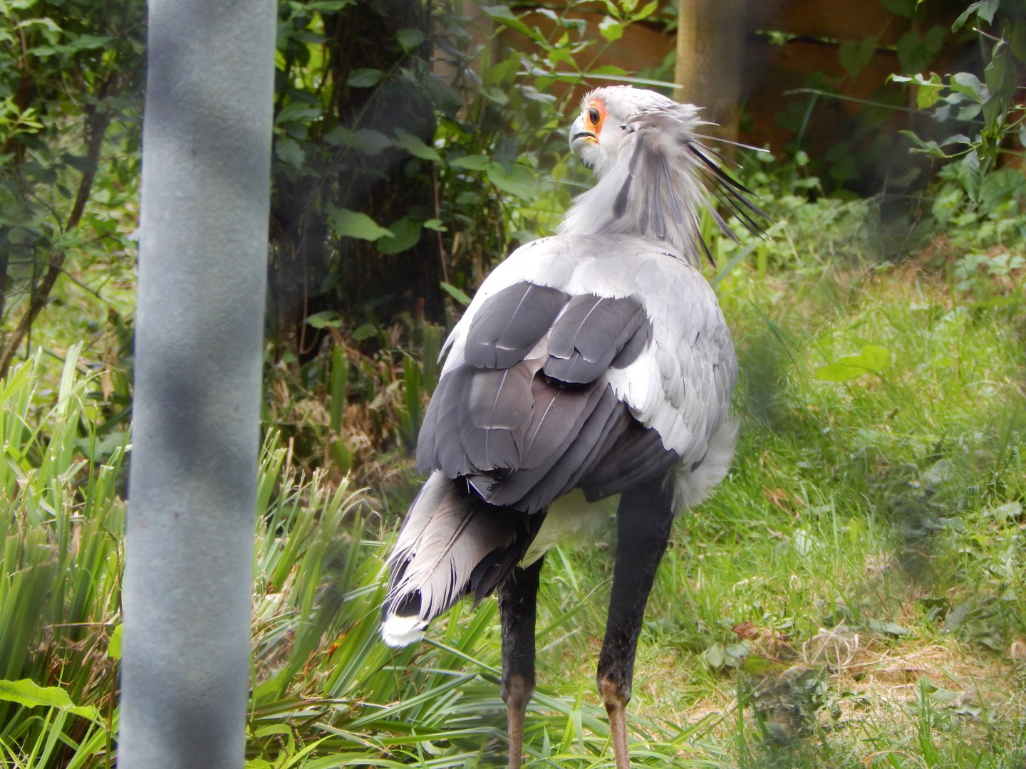 Secretary bird 130624