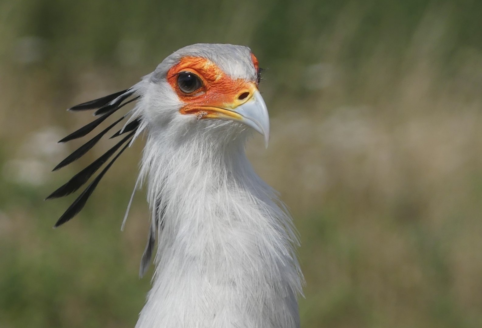 Secretary Bird - 18.08.24