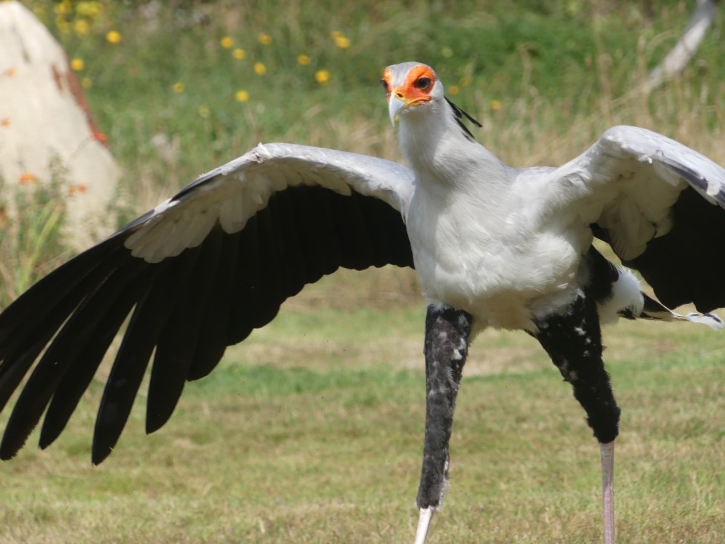 Secretary Bird - 18.08.24