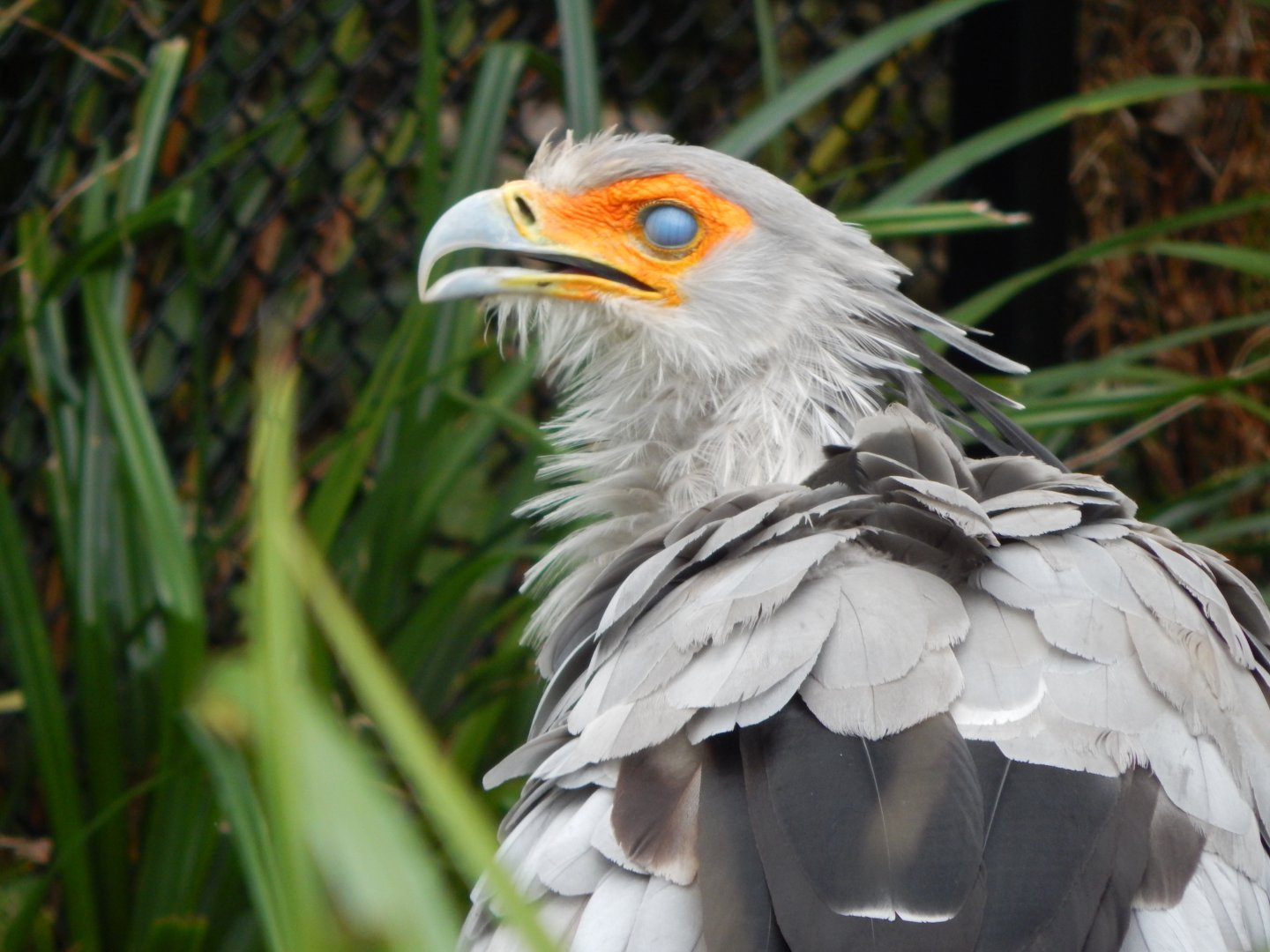 Secretary bird 181020