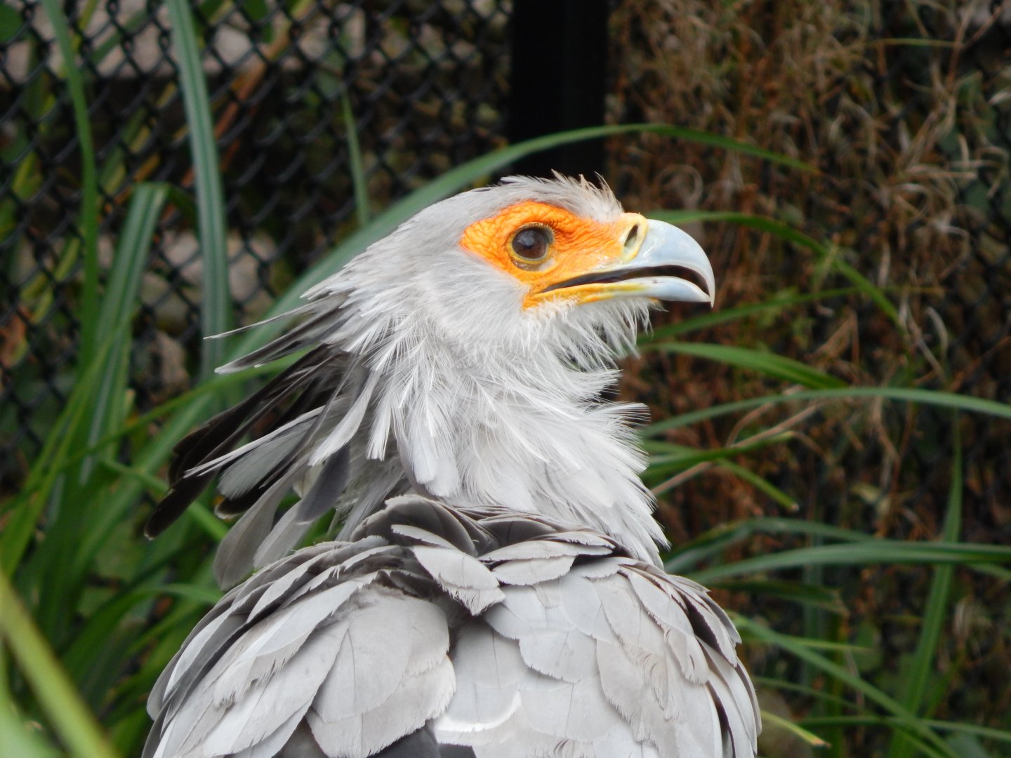 Secretary bird 181020