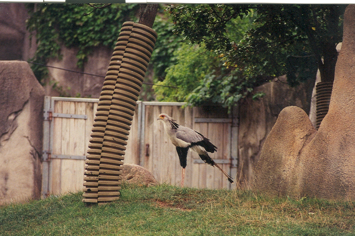 Secretary Bird - 1999