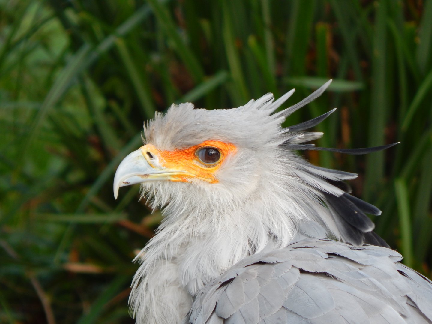 Secretary bird 201121