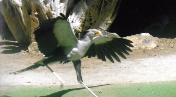 Secretary bird 2016