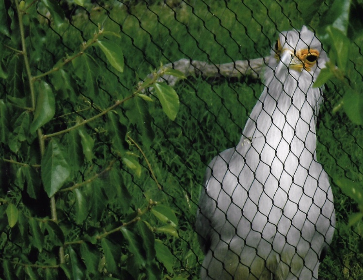 Secretary bird 2016