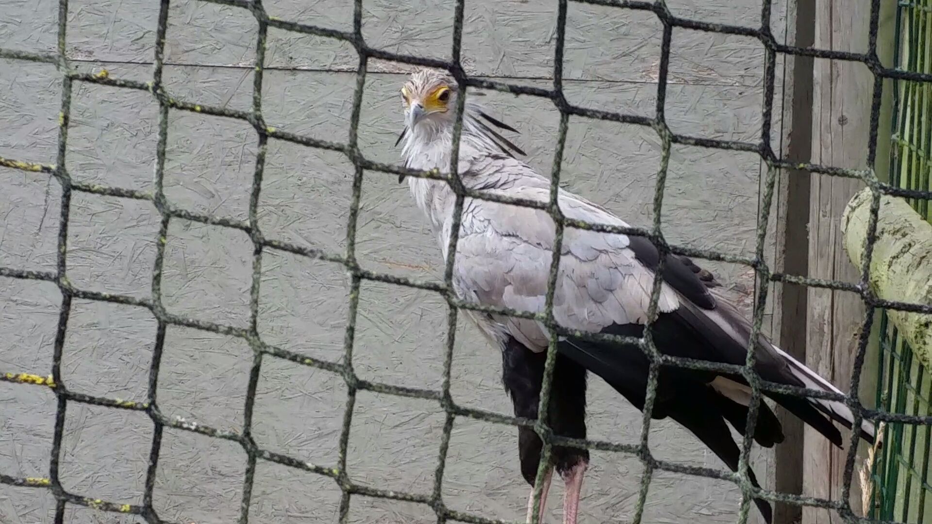 Secretary Bird, 2018