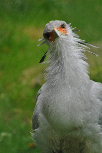 Secretary bird - 25.09.2017