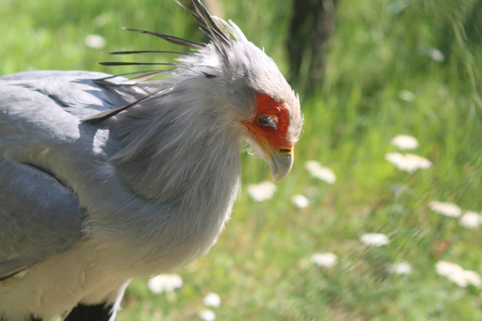 Secretary bird 28/06/19