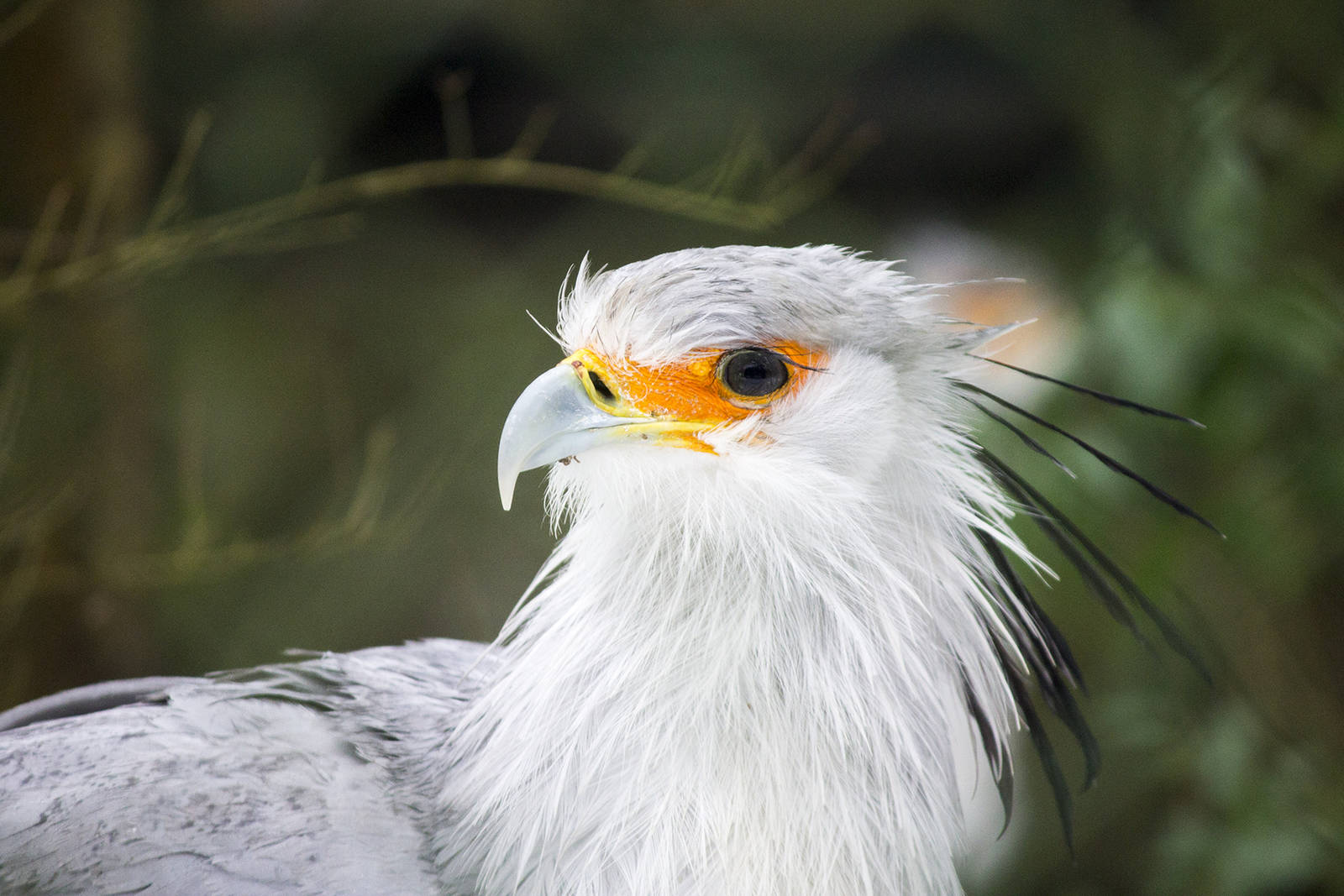Secretary bird, 3/14/15