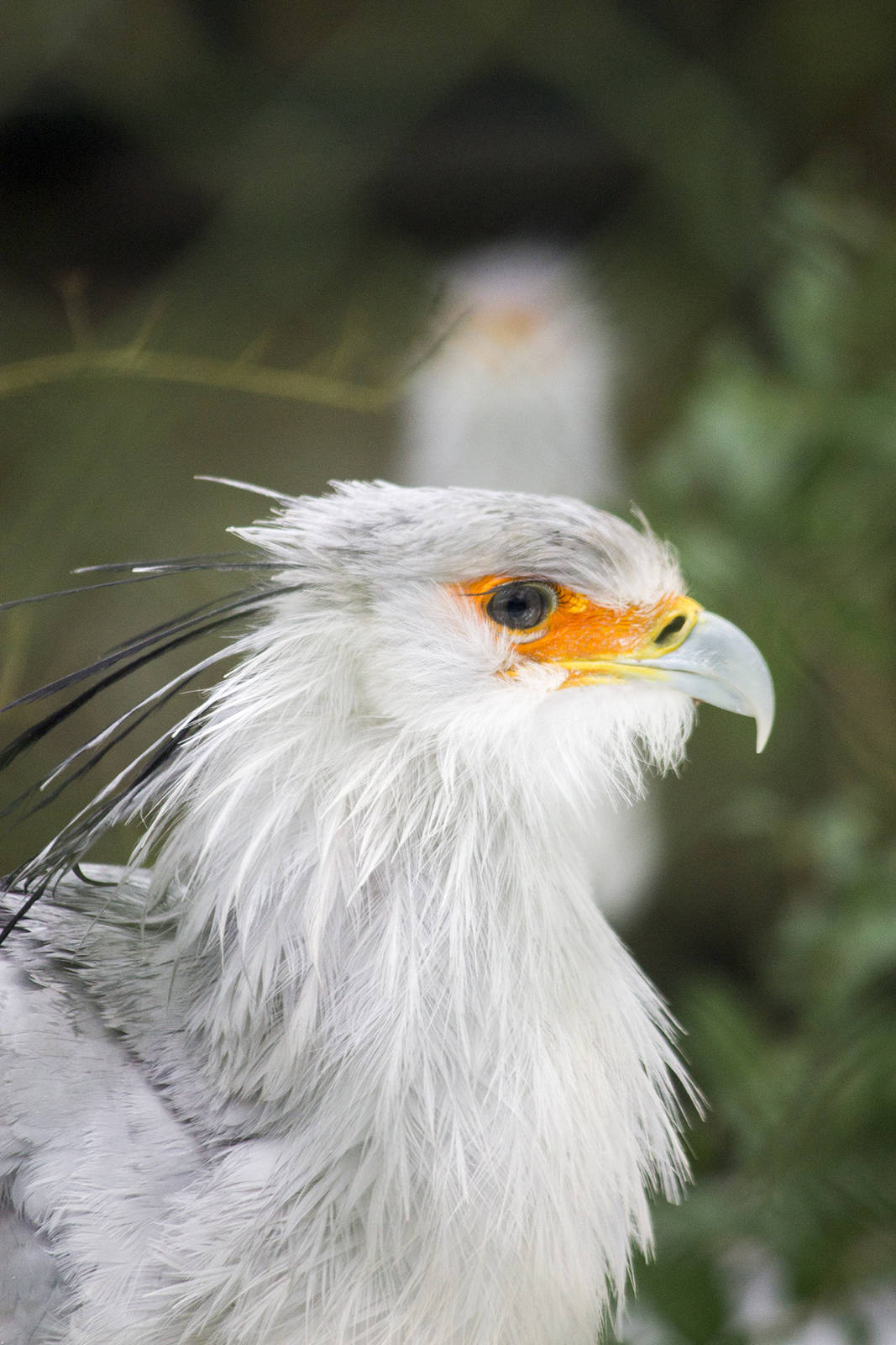 Secretary bird, 3/14/15