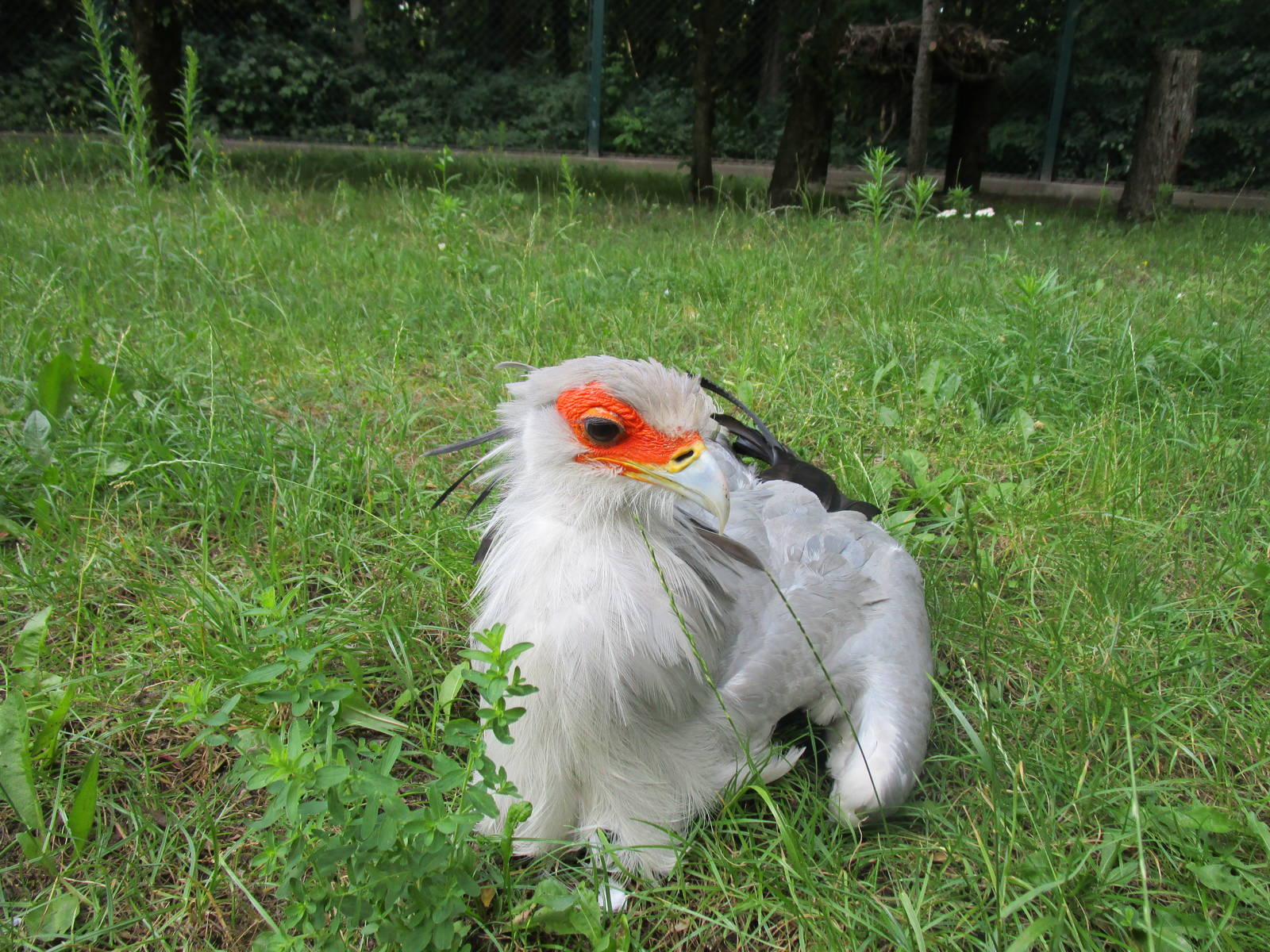 Secretary Bird - 6/7/15