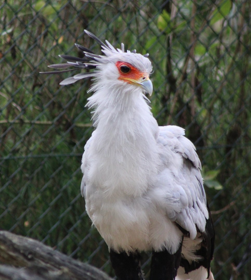 Secretary bird - Adult