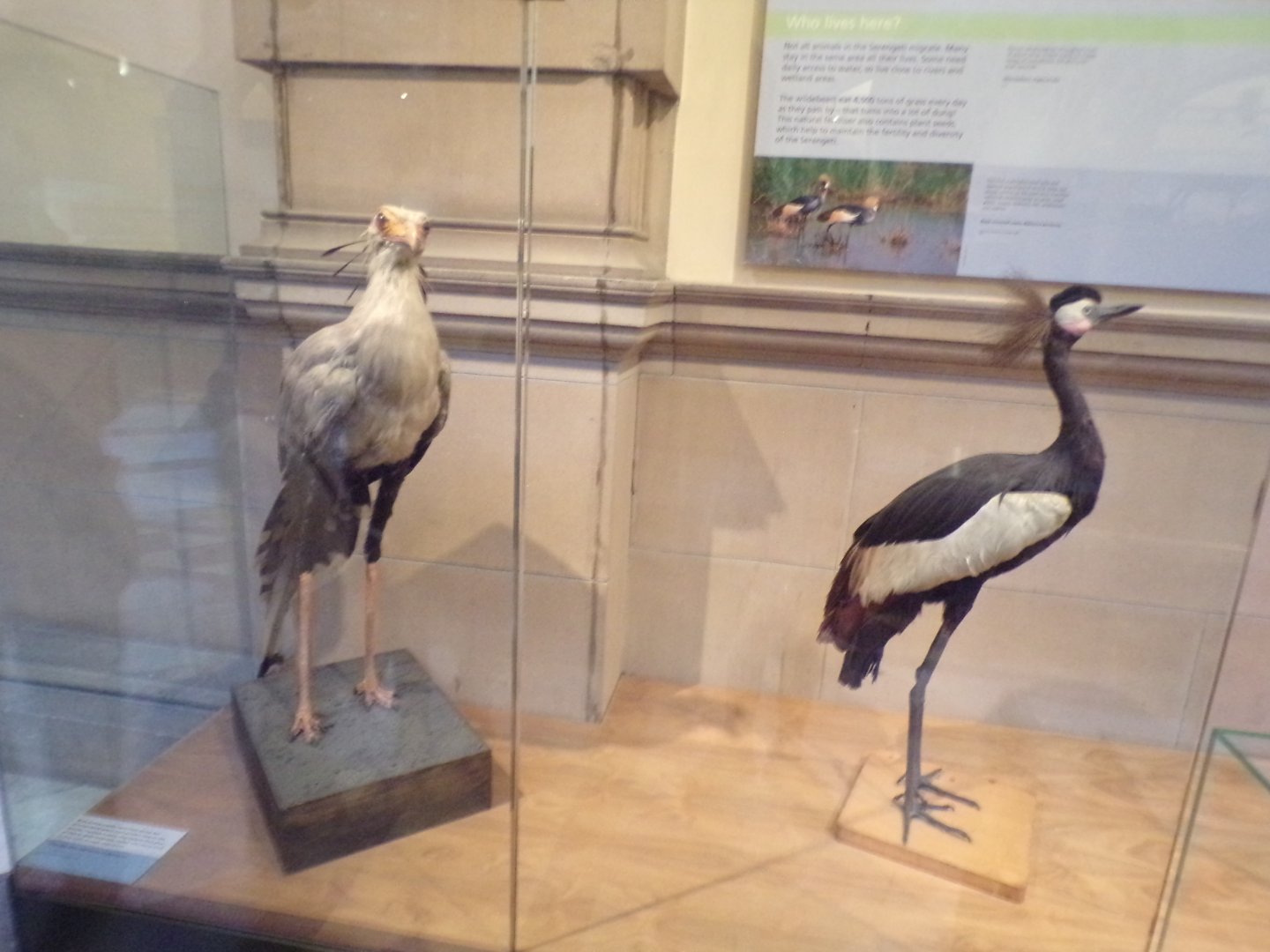 Secretary bird and African crowned crane (taken at Kelvingrove museum) 12.2.24